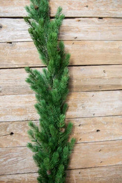 48” Just Cut Spruce Garland