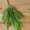 30” Iced Garden Norfolk Pine Branch Christmas Spray